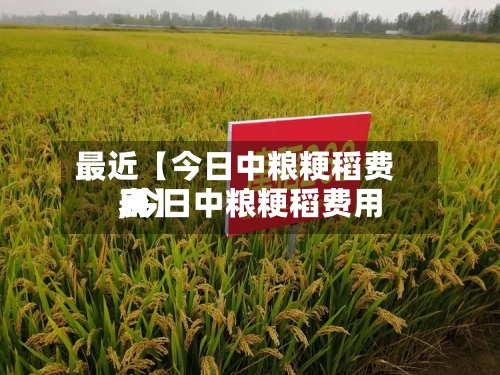 最近【今日中粮粳稻费用,今日中粮粳稻费用表】-第2张图片