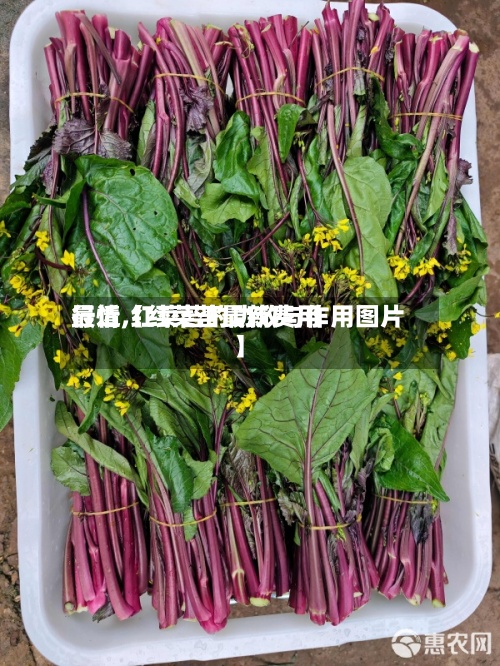 最近【红菜苔最新费用行情,红菜苔的功效与作用图片】