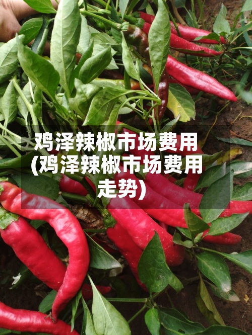 鸡泽辣椒市场费用(鸡泽辣椒市场费用走势)