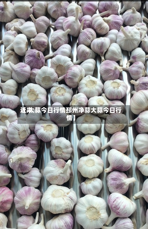 近来【.大蒜今日行情邳州净蒜大蒜今日行情】