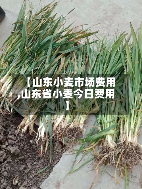 【山东小麦市场费用,山东省小麦今日费用】-第3张图片