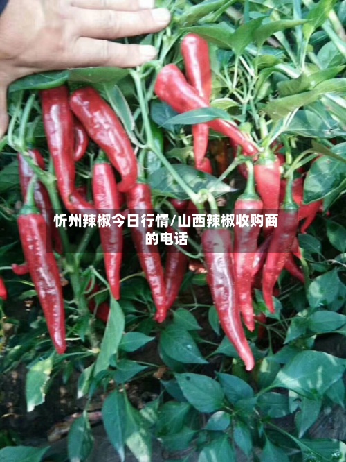 忻州辣椒今日行情/山西辣椒收购商的电话-第2张图片