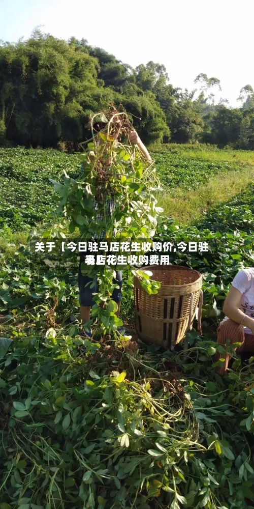 关于【今日驻马店花生收购价,今日驻马店花生收购费用
表】-第2张图片