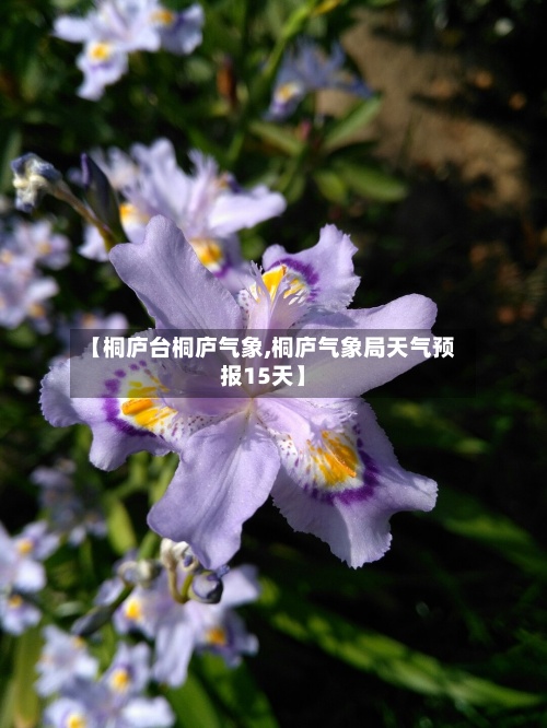 【桐庐台桐庐气象,桐庐气象局天气预报15天】