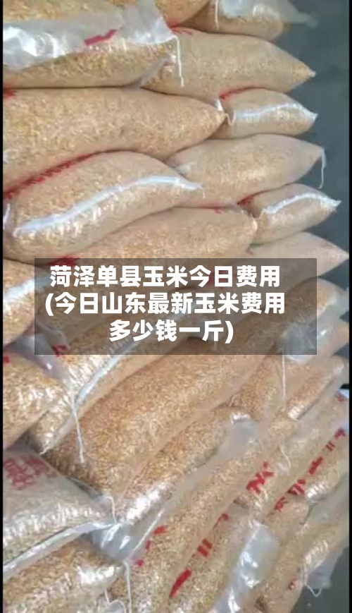 菏泽单县玉米今日费用
(今日山东最新玉米费用
多少钱一斤)-第2张图片