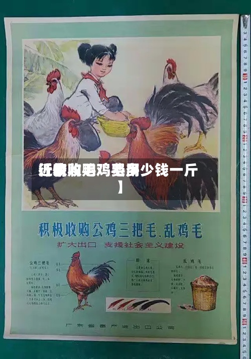 近来
【收购毛鸡费用
行情收购鸡毛多少钱一斤】-第3张图片