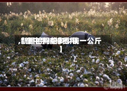 【奎屯手摘棉费用
,新疆拾棉花多少钱一公斤】-第2张图片