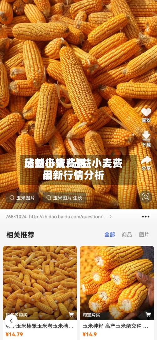 沾益小麦费用最新行情/沾益小麦费用最新行情分析
