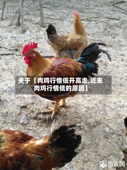 关于【肉鸡行情低开高走,近来
肉鸡行情低的原因】-第2张图片