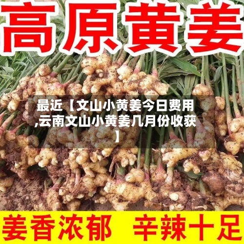 最近【文山小黄姜今日费用
,云南文山小黄姜几月份收获】-第2张图片