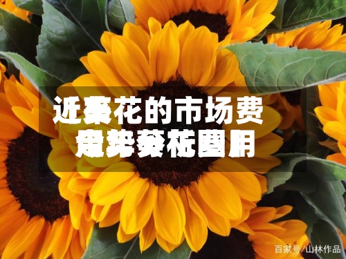 近来【葵花的市场费用今年葵花费用走势分析图】