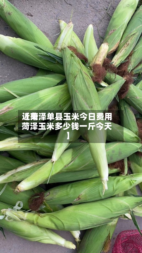 近来
【菏泽单县玉米今日费用
菏泽玉米多少钱一斤今天】-第2张图片