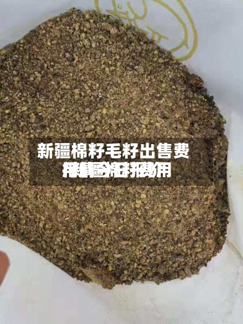 新疆棉籽毛籽出售费用/新疆棉籽费用行情今日报价