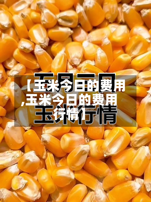 【玉米今日的费用,玉米今日的费用行情】-第2张图片