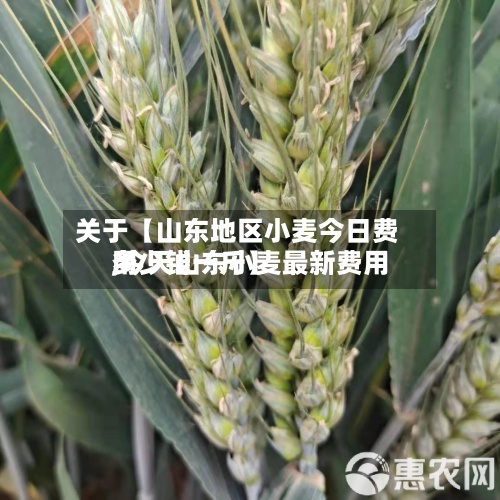 关于【山东地区小麦今日费用,今天山东小麦最新费用多少钱一斤】-第3张图片