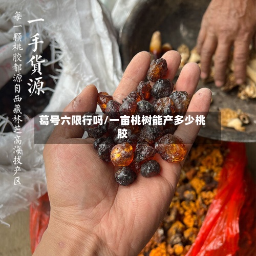 葛号六限行吗/一亩桃树能产多少桃胶-第2张图片
