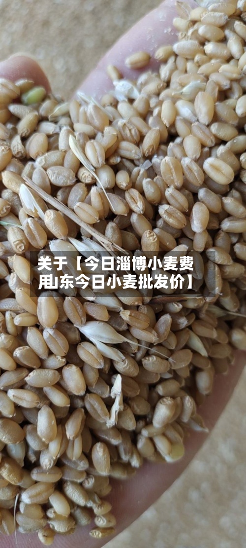 关于【今日淄博小麦费用,山东今日小麦批发价】-第3张图片