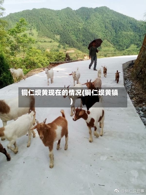 铜仁坝黄现在的情况(铜仁坝黄镇)-第3张图片