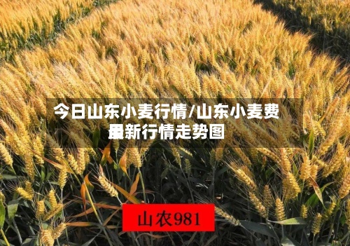 今日山东小麦行情/山东小麦费用最新行情走势图-第2张图片