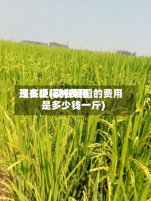 现在粳稻的费用是多少(现在粳稻的费用是多少钱一斤)-第3张图片