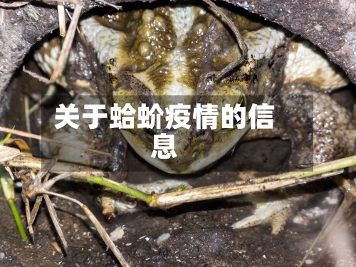 关于蛤蚧疫情的信息