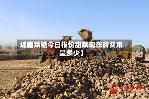 近来【甜菜糖今日报价甜菜现在的费用是多少】-第2张图片