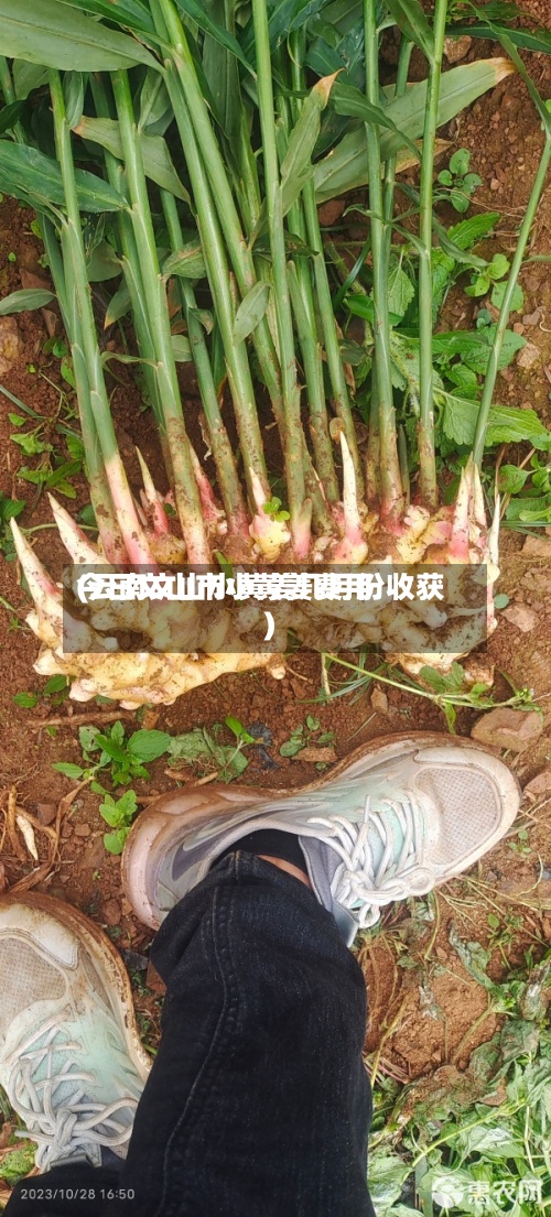 今日文山市小黄姜费用(云南文山小黄姜几月份收获)-第2张图片