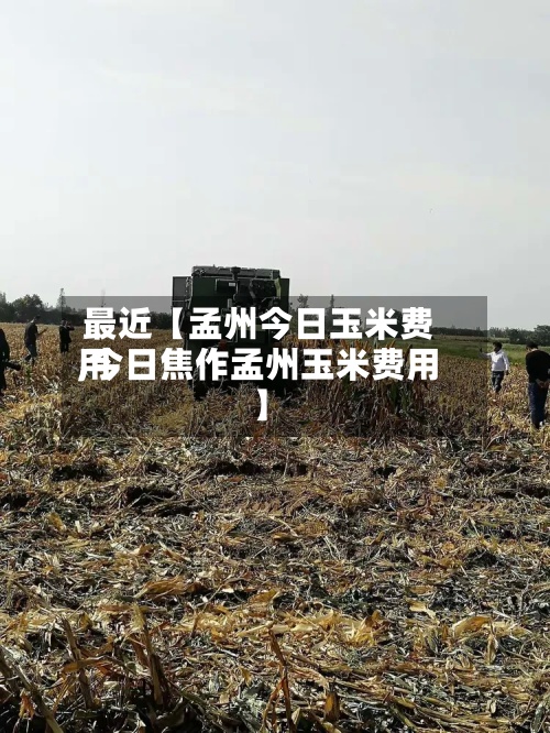 最近【孟州今日玉米费用,今日焦作孟州玉米费用】-第2张图片