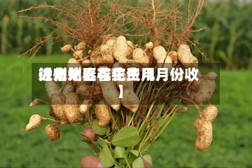 近来【宿州春花生费用徐州地区春花生几月份收】