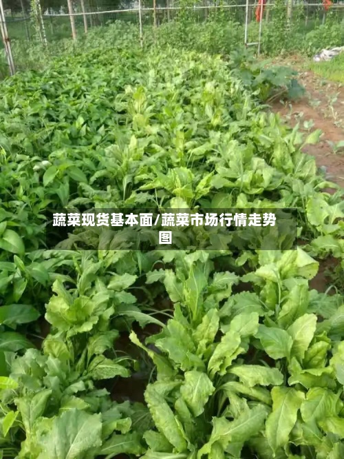 蔬菜现货基本面/蔬菜市场行情走势图
