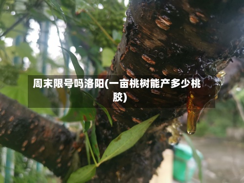 周末限号吗洛阳(一亩桃树能产多少桃胶)