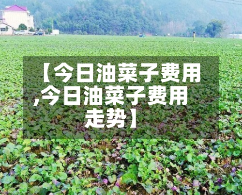 【今日油菜子费用,今日油菜子费用走势】-第2张图片