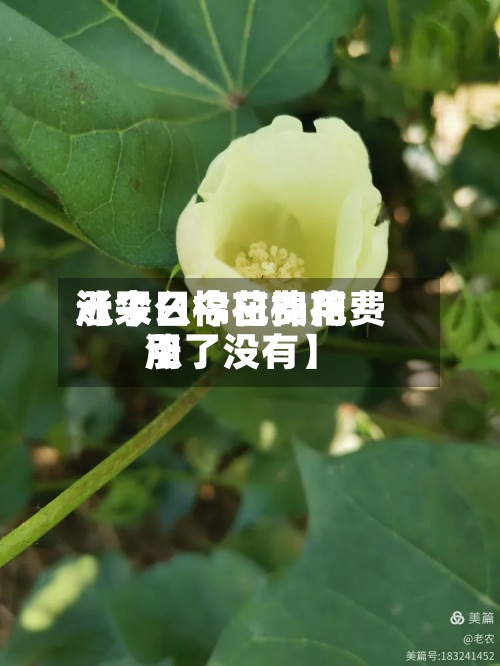 近来【今日棉花费用涨了么今日棉花费用涨了没有】