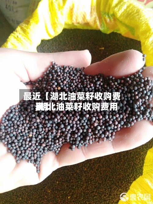 最近【湖北油菜籽收购费用,湖北油菜籽收购费用表】