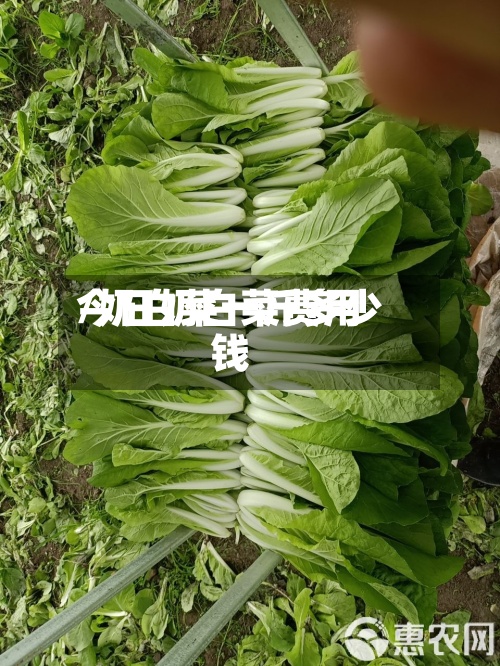 今日奶白菜费用/奶白菜一斤多少钱-第2张图片