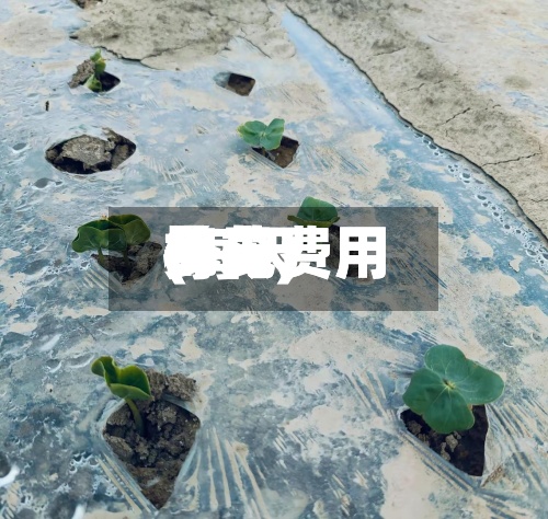 每天棉花费用(每天棉花费用多少)