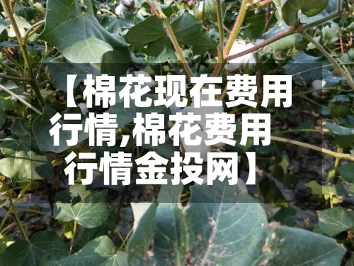 【棉花现在费用行情,棉花费用行情金投网】-第3张图片