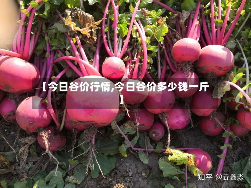 【今日谷价行情,今日谷价多少钱一斤】