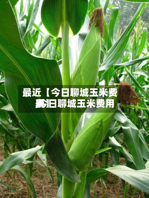 最近【今日聊城玉米费用
,今日聊城玉米费用
表】-第2张图片