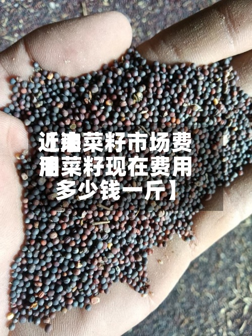 近来【油菜籽市场费用油菜籽现在费用多少钱一斤】-第2张图片