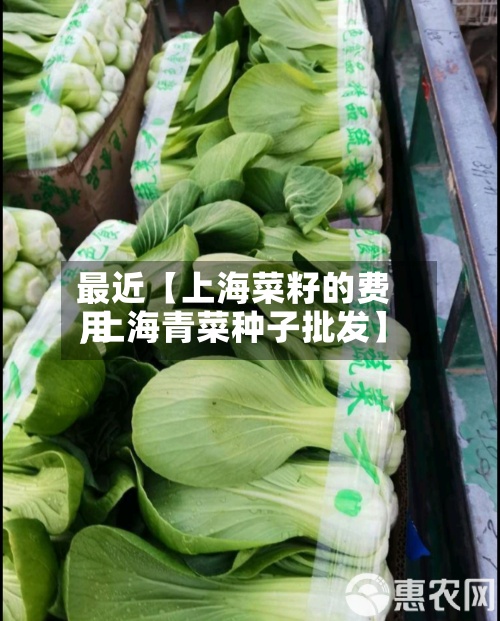 最近【上海菜籽的费用,上海青菜种子批发】-第3张图片