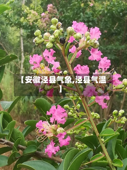 【安徽泾县气象,泾县气温】