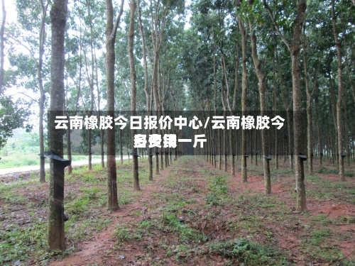 云南橡胶今日报价中心/云南橡胶今日费用多少钱一斤