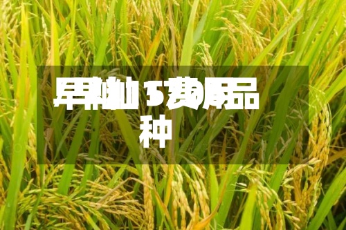 早籼15费用
/早籼1706品种-第3张图片