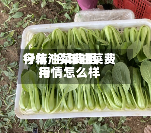 今年油菜费用行情/今年油菜费用行情怎么样-第3张图片