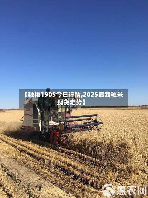 【粳稻1905今日行情,2025最新粳米现货走势】