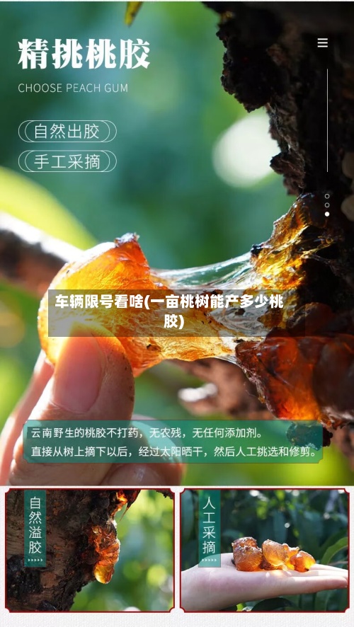 车辆限号看啥(一亩桃树能产多少桃胶)-第3张图片