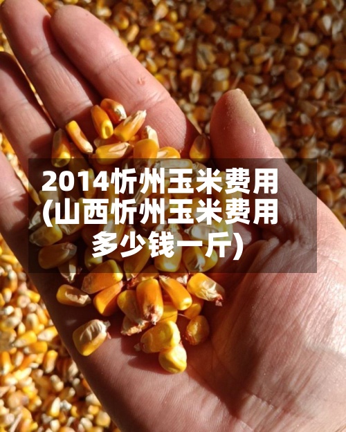 2014忻州玉米费用(山西忻州玉米费用多少钱一斤)-第3张图片