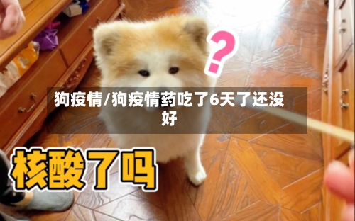 狗疫情/狗疫情药吃了6天了还没好