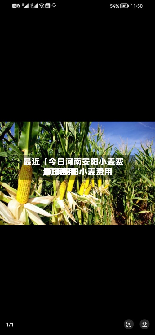 最近【今日河南安阳小麦费用
,河南安阳小麦费用
今日费用
】-第2张图片